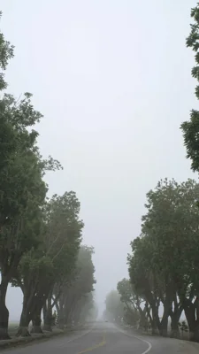 巷子里的藤蔓