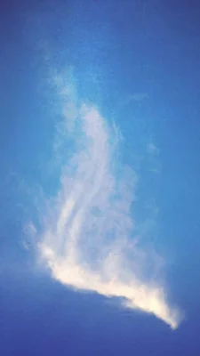 河边的柳树